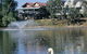 White Swans - thumb 0