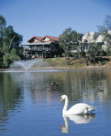White Swans - Queensland Tourism 0