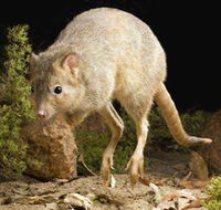Kanyana Wildlife - Queensland Tourism