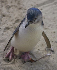 Penguin Island Boardwalks And Walk Trail - Queensland Tourism 0