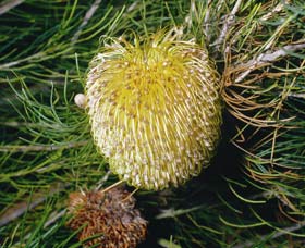 FR Berry Reserve - QLD Tourism 0