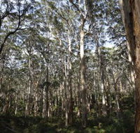 Boranup Karri Forest - Queensland Tourism