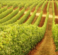 MadFish Wines Margaret River - Queensland Tourism