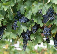 Capel Vale Wines - QLD Tourism