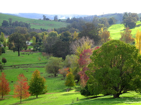 Golden Valley Tree Park - QLD Tourism 0