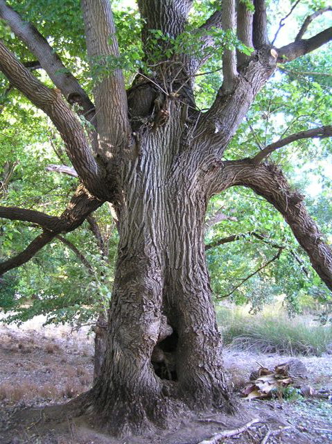 Golden Valley Tree Park - QLD Tourism 2