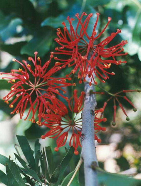 Golden Valley Tree Park - QLD Tourism 4