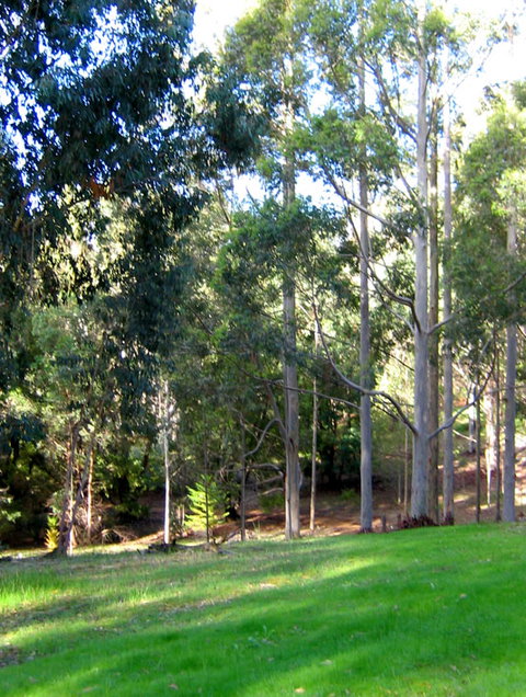 Golden Valley Tree Park - QLD Tourism 6