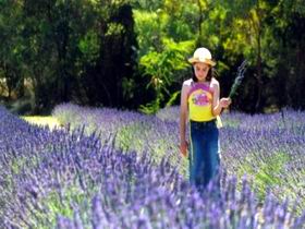 Brayfield Park Lavender Farm - Queensland Tourism 0