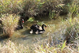 Tamar Island Wetlands Reserve And Interpretation Centre - QLD Tourism 0