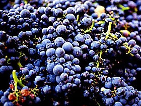 Laurel Bank Vineyard - QLD Tourism 0