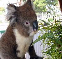 Glen-Forest Tourist Park - Queensland Tourism