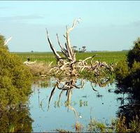 Bool Lagoon Game Reserve and Hacks Lagoon Conservation Park - QLD Tourism