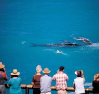 Whale Watching At Head Of Bight - Queensland Tourism