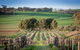 Heritage Wines - thumb 1