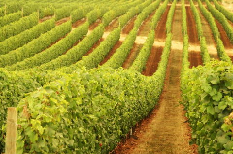 Schild Estate Wines - QLD Tourism 0