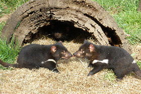 Wing's Wildlife Park - QLD Tourism 0