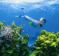 The Whale Dive Site - QLD Tourism