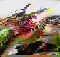 Courgette - Queensland Tourism