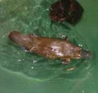 Platypus House - Queensland Tourism