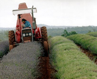 Bridestowe Lavender Farm - QLD Tourism 0