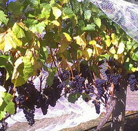 Palmara Vineyard - Queensland Tourism