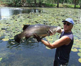 Barra Feeding - Queensland Tourism 0