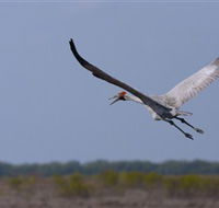 Gayngaru Wetlands Interpretive Walk - Queensland Tourism