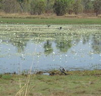 Leaning Tree Lagoon Nature Park - Queensland Tourism