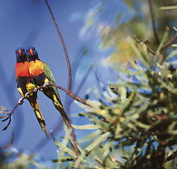 Wangi Falls Walk - QLD Tourism