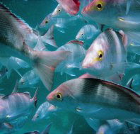 The Scottish Prince Dive Site - Queensland Tourism