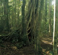 Lamington National Park Binna Burra Section - Queensland Tourism