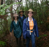 Mount Cougal Springbrook National Park - Queensland Tourism