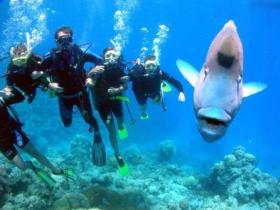 Magic Mountain Dive Site - Queensland Tourism 0