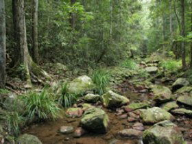 Amamoor State Forest - QLD Tourism 0