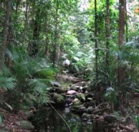 Mossman Gorge Rainforest Circuit Track Daintree National Park - QLD Tourism