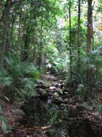 Mossman Gorge Rainforest Circuit Track, Daintree National Park - QLD Tourism 0
