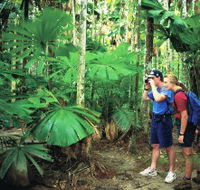 Mount Sorrow Ridge Trail Daintree National Park - QLD Tourism