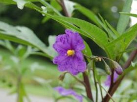 Alpha Native Flower Garden - QLD Tourism 0