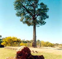Robbers Tree - QLD Tourism