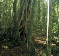 Mount Bithongabel - QLD Tourism