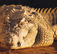 Koorana Crocodile Farm - Queensland Tourism