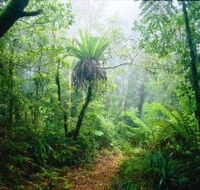 Lamington National Park Green Mountains Section - QLD Tourism