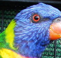 Fraser Coast Wildlife Sanctuary - Queensland Tourism