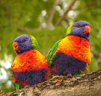 Blue Mountain Park - QLD Tourism