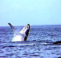 Whale Watching - Queensland Tourism