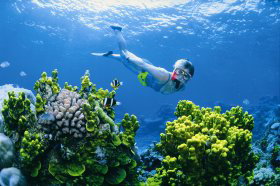 Wheeler Reef Dive Site - QLD Tourism 0