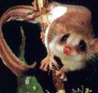 Carrowong Fauna Sanctuary - Queensland Tourism
