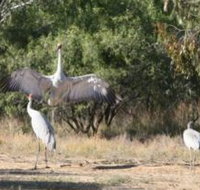 Bulloo River Walk - QLD Tourism