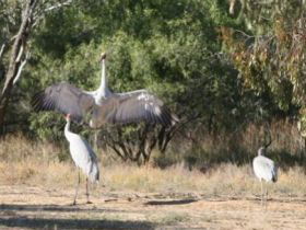 Bulloo River Walk - QLD Tourism 0